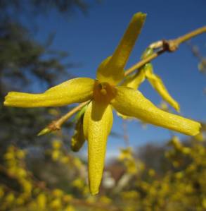 a winter jasmine blossom