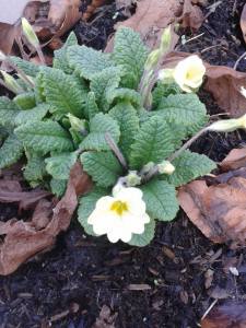 primroses