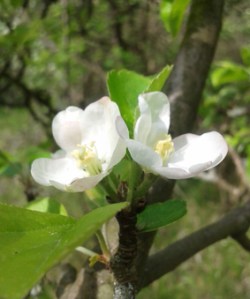 apple blossom1