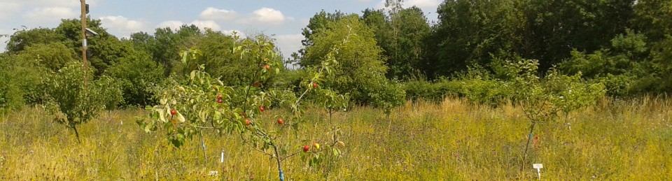 Trumpington Community Orchard