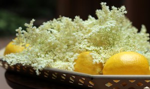 Elderflowers4