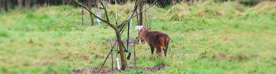 Trumpington Community Orchard