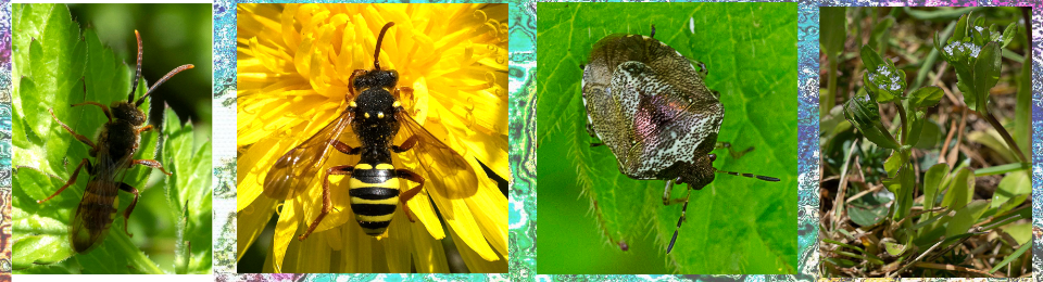 Trumpington Community Orchard