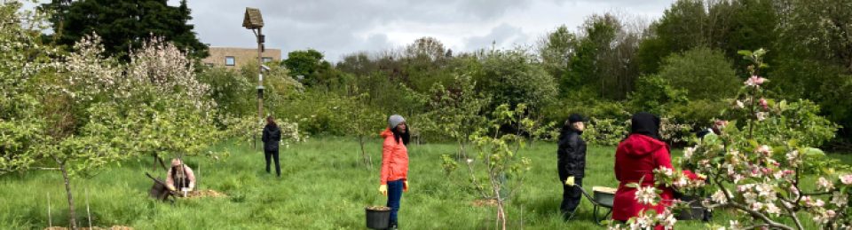 Trumpington Community Orchard