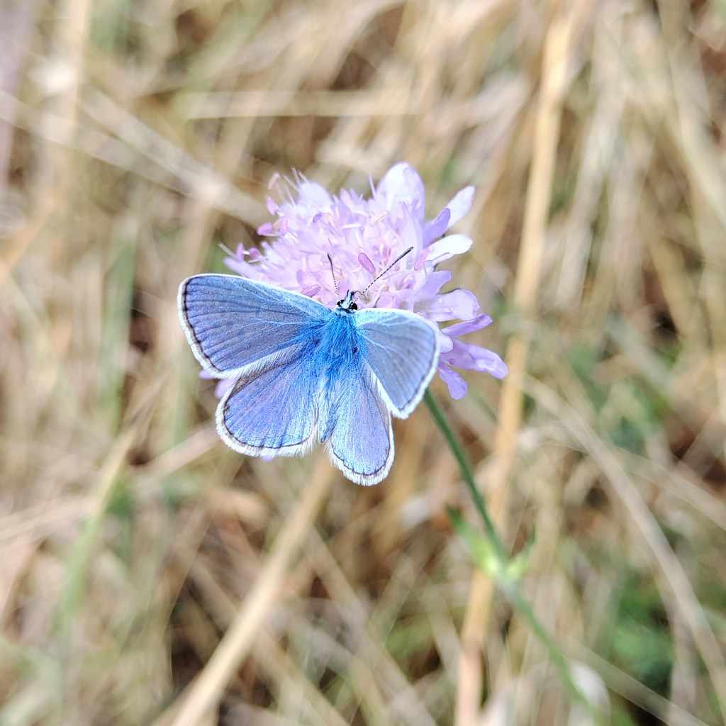 common blue butterfly