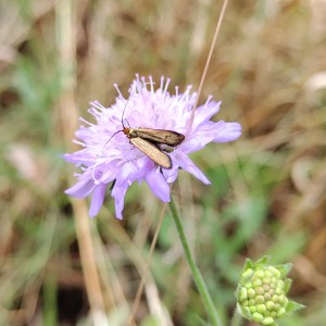 longhorn moth